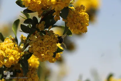 دانه‌های طلایی زرشک در کویر خراسان‌‌جنوبی