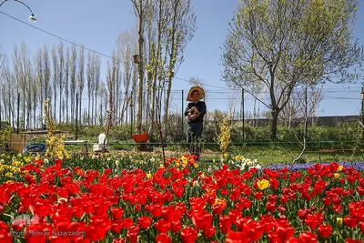 مزرعه گل‌های لاله و نرگس در روستای اسپره‌خون تبریز‎‎