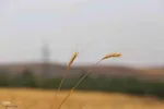آیین شکرگزاری برداشت گندم در مراغه