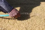 پخت ۲۰ تُن سَمَنو شیرازی