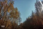 قاب طلایی پاییز در شهمیرزاد