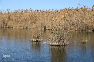 تالاب شادگان