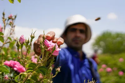جشنواره گل محمدی در میمند فارس‎‎