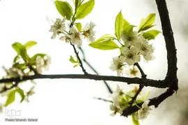 شکوفه های بهاری