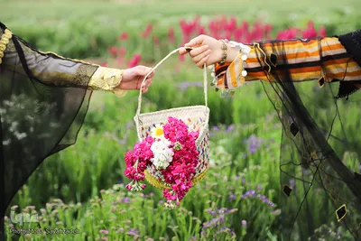 برداشت گل در حمیدیه