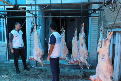 ذبح و توزیع گوشت قربانی بین نیازمندان در تبریز