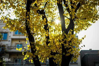 پاییز۹۹-تهران - بلوار کشاورز