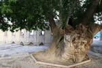 منطقه گردشگری خداآفرین در آذربایجان شرقی
