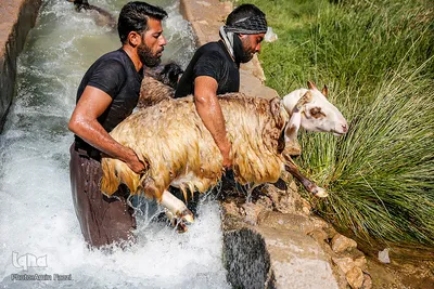شستشو و پشم چینی بهاره در سروستان فارس