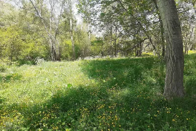 طبیعت بهاری روستای کسانق اهر