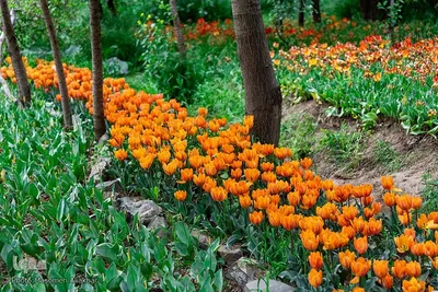 جشنواره لاله‌های آسارا‎‎