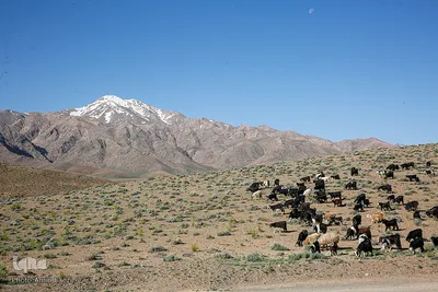 کوچ عشایر در فارس‎