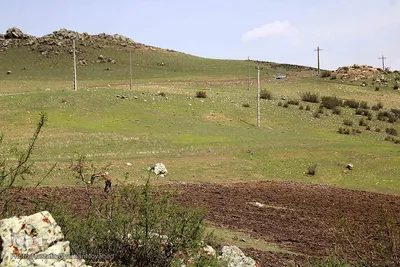 رهاسازی دو گونه ارزشمند و نادر حیات وحش منطقه ارسباران در ارتفاعات شهرستان اهر
