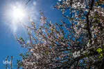 شکوفه‌های زردآلو در روستای منصوریه بهبهان