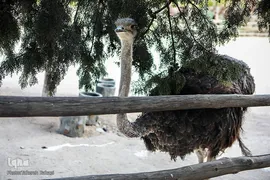 باغ پرندگان تهران