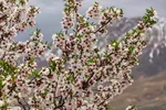 سامان شهر شکوفه‎های بهاری