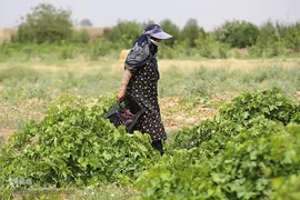 برداشت انگور از باغات استان قم