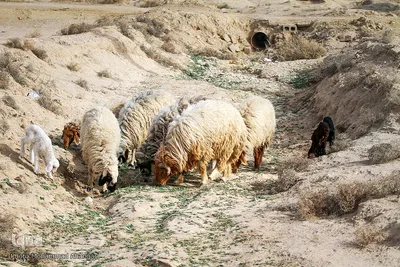 خشکسالی و نبود علوفه باعث تلف شدن بسیاری از دام های منطقه شده است