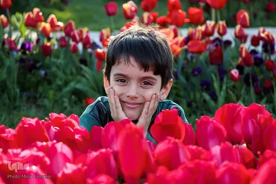 جشنواره گل‌های لاله در اراک