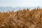 جشن شکرگزاری برداشت گندم‎