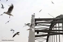 پرندگان مهاجر، مهمان اهوازی‌ها