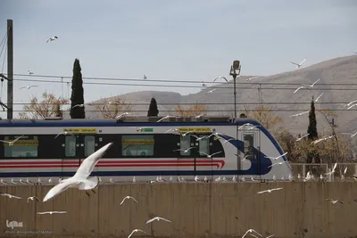 مرغان کاکایی‌؛ مهمانان زمستانی شیراز