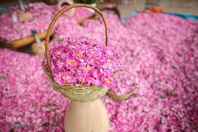 برداشت گل محمدی و گلابگیری سنتی در میمند فارس