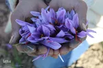 دسترنج طلایی کشاورزان - بیرجند