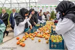 افتتاح پروژه‌های هفته دولت در شهرستان‌های نظرآباد و ساوجبلاغ‎