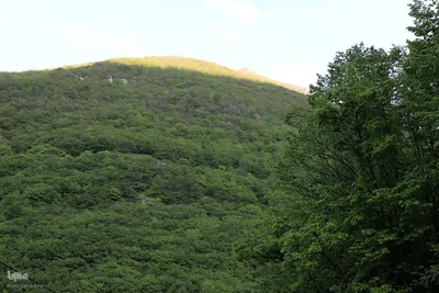 طبیعت تیر ماهی جنگل‌های ارسباران