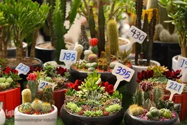 رونق بازار گل و گیاه در آستانه بهار