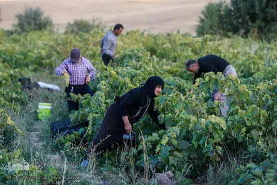 برداشت انگور در تاکستان
