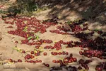 برداشت عناب در خراسان‌جنوبی
