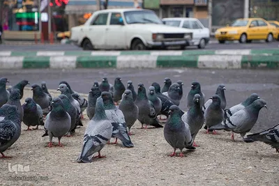 چهارراه کبوترها‎‎