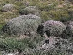 طبیعت زیبای قوشاداغ در اهر