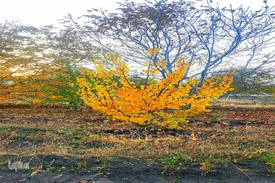 نقاشی‌ هزاررنگ پاییز در ارومیه