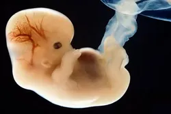 Quran’s Verses about Creation of Man