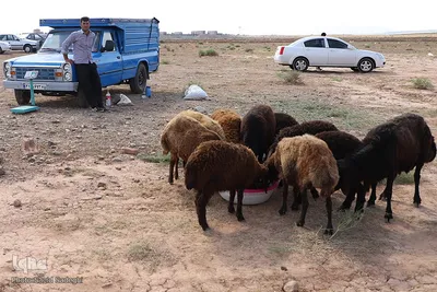 بازار خرید و فروش دام سبک و سنگین تبریز در آستانه عید سعید قربان