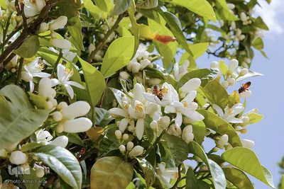 بهار در بهشت