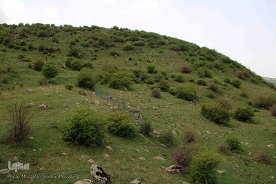 مارال های پارک جنگلی حفاظت شده فندقلوی اهر