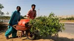 গাড়িতে তোলার জন্য নিয়ে যাওয়া হচ্ছে চারা