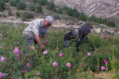 نخستین رویداد گلاب‌گیری سنتی در بوستان کوهستانی دراک شیراز