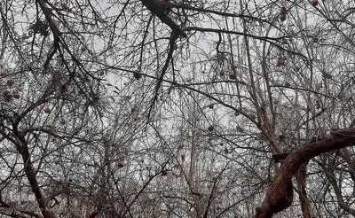 طبیعت پاییزی یزد در قاب تصویر