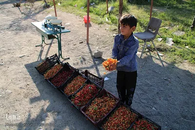 فصل برداشت گیلاس خوش طعم روستای افیل شهرستان اهر