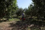 برداشت سیب از باغات میوه شهرستان اهر