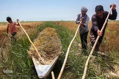 برداشت گندم از مزارع زیر آب شادگان 