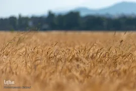 جشن شکرگزاری برداشت گندم‎