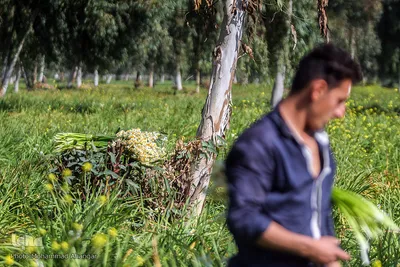 İran, Xuzistan əyaləti, Behbahan şəhəri, Nərgiz gülləri düzənliyi