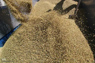 برداشت شلتوک از مزارع برنج در فارس‎