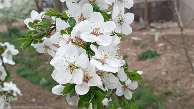 شکوفه های بهاری در اهر